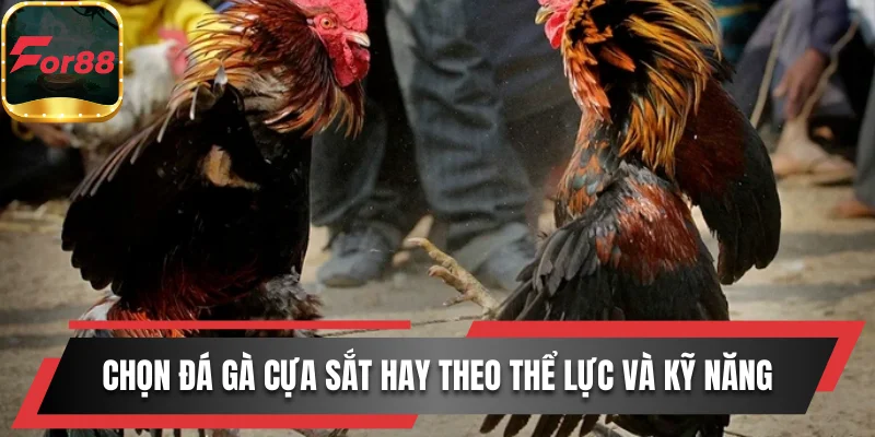Cách chọn đá gà cựa sắt hay theo thể lực và kỹ năng