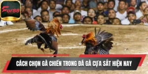 Cách chọn gà chiến trong đá gà cựa sắt