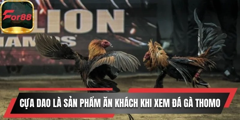 Cựa dao là sản phẩm được quan tâm khi xem đá gà Thomo