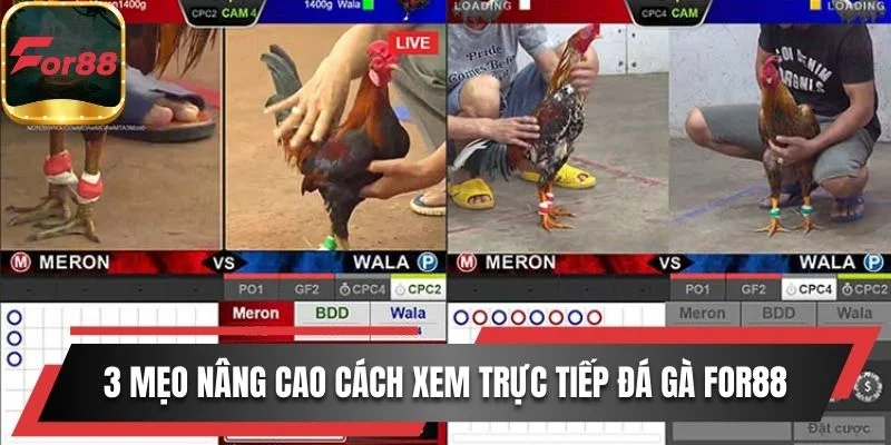 Gợi ý 3 mẹo nâng cao cách xem trực tiếp đá gà For88
