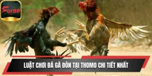 đá gà đòn tại Thomo