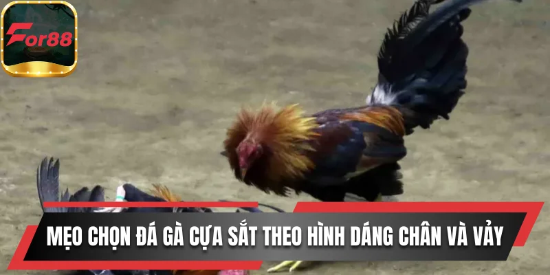 Mẹo chọn đá gà cựa sắt theo hình dáng chân và vảy