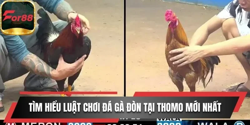 Tìm hiểu luật chơi đá gà đòn tại Thomo mới nhất